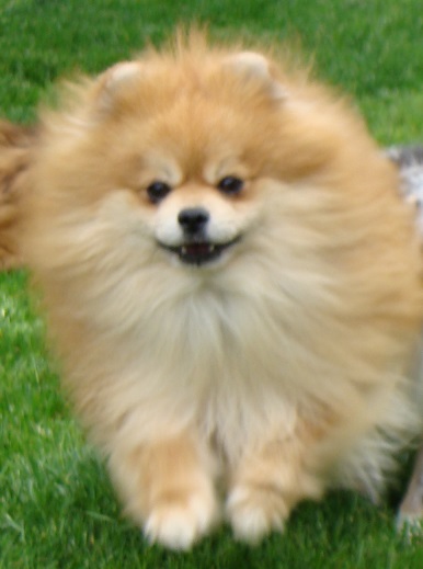 Publication : des jardins de verone Auteur : Véronique Brilhault