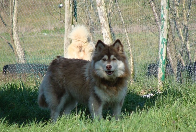 Publication : des jardins de verone Auteur : Véronique BRILHAULT