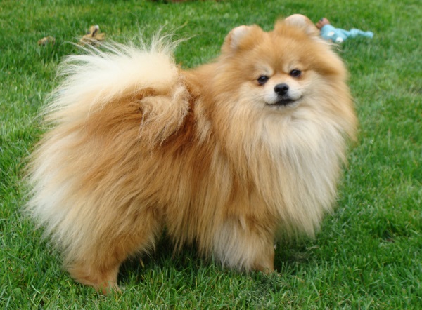 Publication : des jardins de verone Auteur : Véronique Brilhault