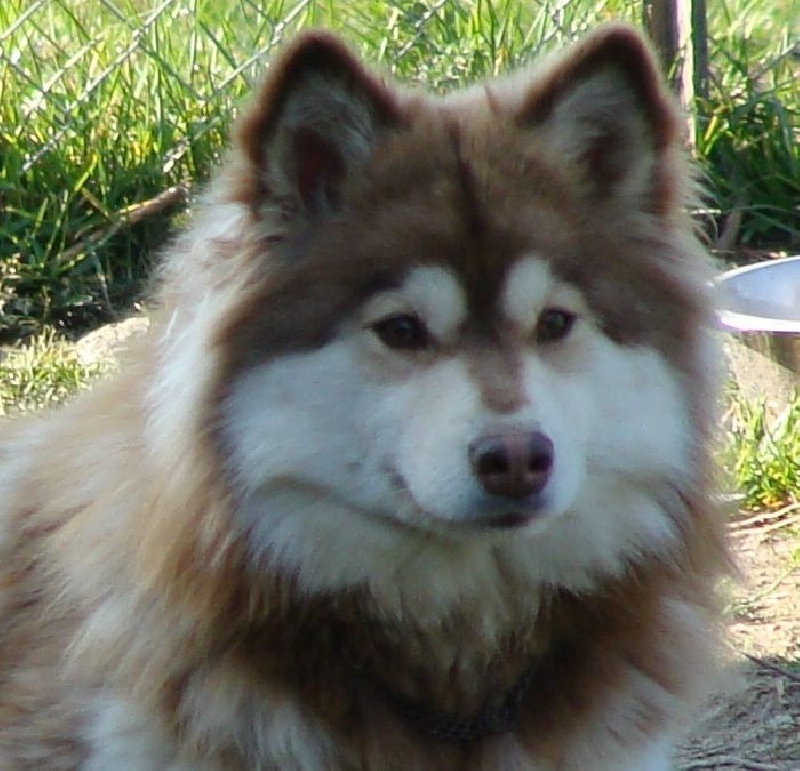 Publication : des jardins de verone Auteur : Véronique BRILHAULT