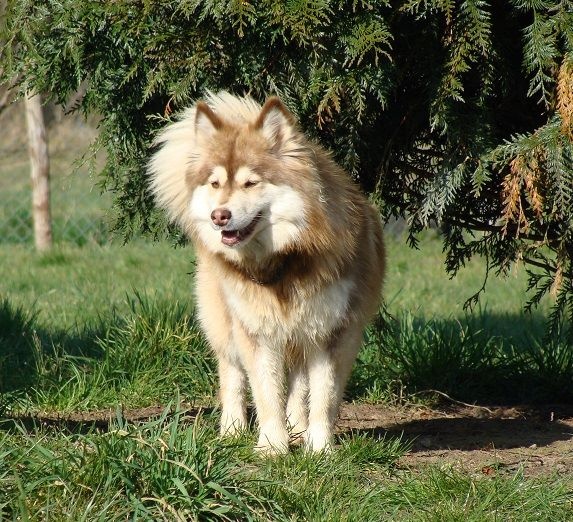 Publication : des jardins de verone Auteur : Véronique BRILHAULT