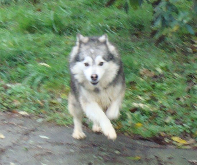 Publication : des jardins de verone Auteur : Véronique BRILHAULT