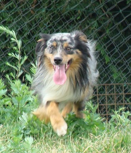 Publication : des jardins de verone Auteur : Véronique BRILHAULT