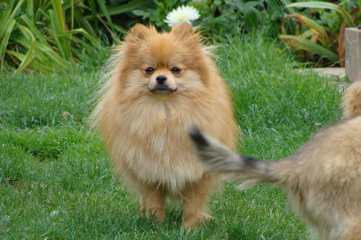 Publication : des jardins de verone Auteur : Véronique Brilhault
