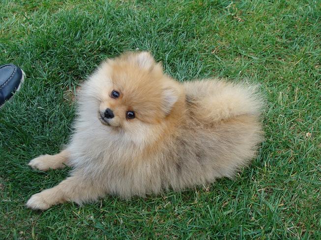 Publication : des jardins de verone Auteur : Véronique Brilhault