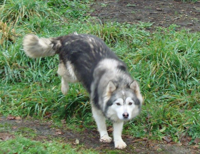 Publication : des jardins de verone Auteur : Véronique BRILHAULT