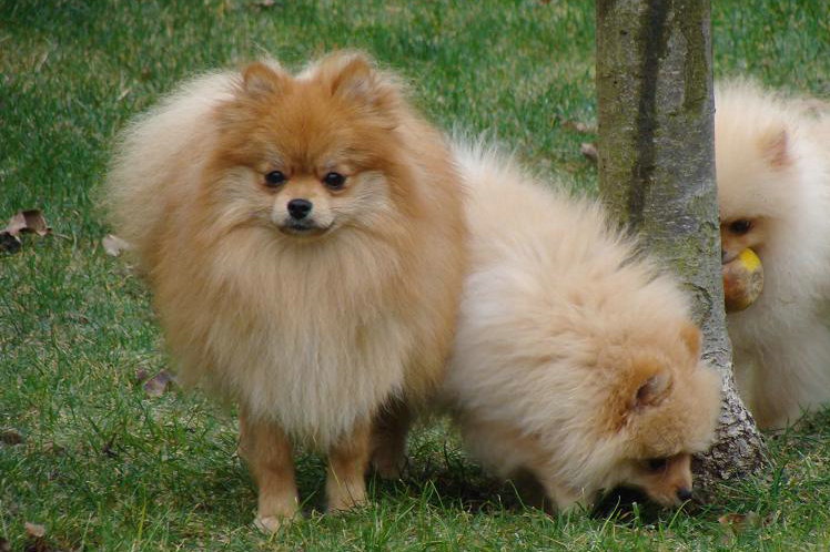 Publication : des jardins de verone Auteur : Véronique Brilhault