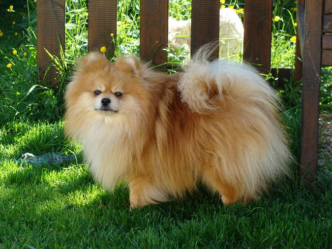 Publication : des jardins de verone Auteur : Véronique Brilhault