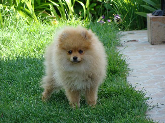 Publication : des jardins de verone Auteur : Véronique Brilhault