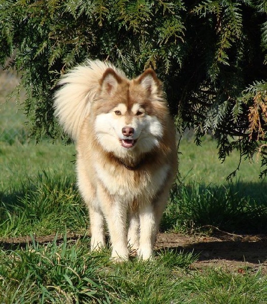 Publication : des jardins de verone Auteur : Véronique BRILHAULT