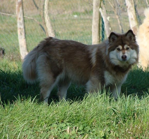 Publication : des jardins de verone Auteur : Véronique BRILHAULT