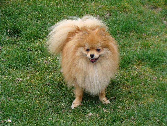 Publication : des jardins de verone Auteur : Véronique Brilhault