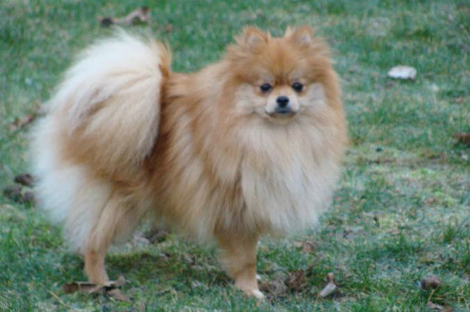 Publication : des jardins de verone Auteur : Véronique Brilhault