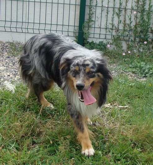 Publication : des jardins de verone Auteur : Véronique BRILHAULT