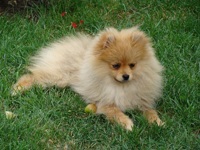 Publication : des jardins de verone Auteur : Véronique Brilhault