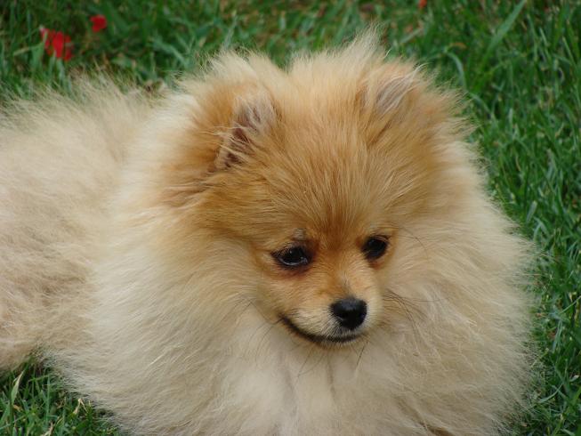 Publication : des jardins de verone Auteur : Véronique Brilhault