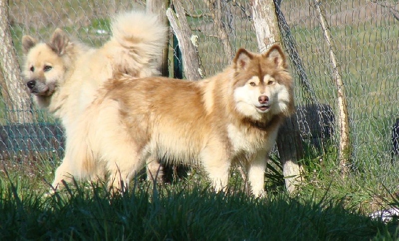 Publication : des jardins de verone Auteur : Véronique BRILHAULT