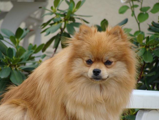 Publication : des jardins de verone Auteur : Véronique Brilhault