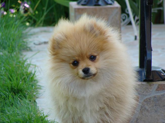 Publication : des jardins de verone Auteur : Véronique Brilhault