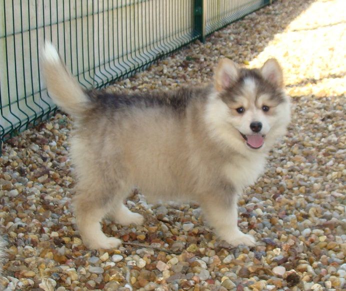 Chiot Elevage des jardins de verone