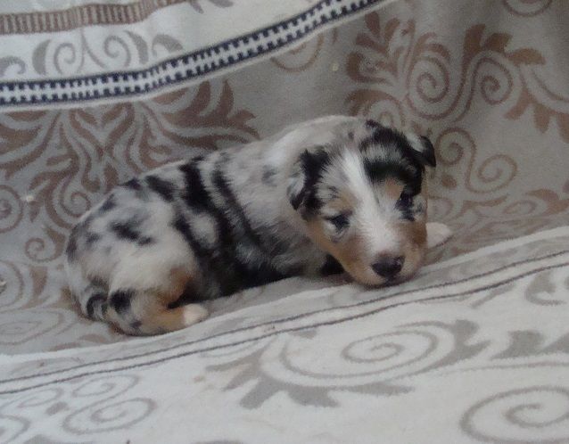 Shetland Sheepdog