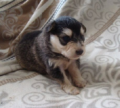 Les chiots de Chien finnois de Laponie