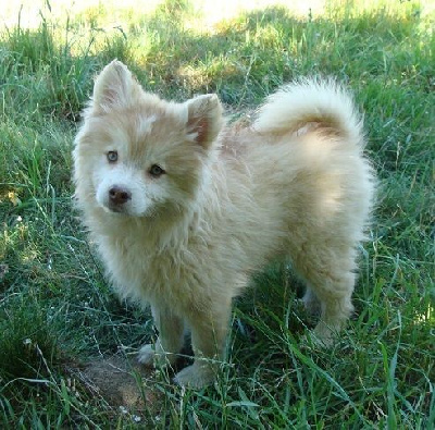 Les chiots de Chien finnois de Laponie
