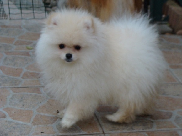 Accueil Elevage Des Jardins De Verone Eleveur De Chiens