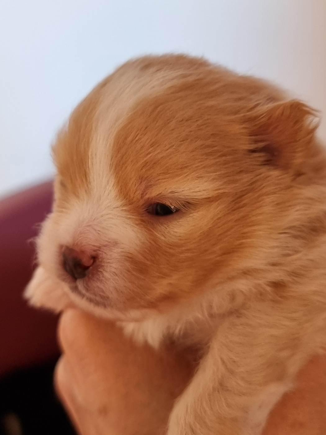 Spitz allemand - De la petite moriniere