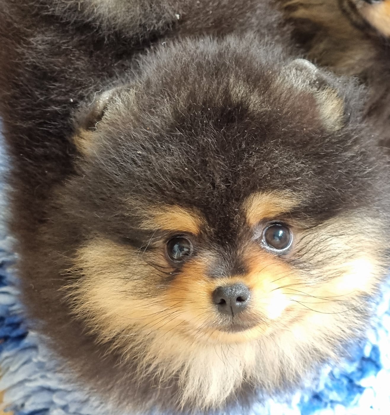 Spitz allemand - De la petite moriniere