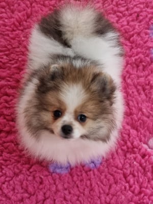 Les chiots de Spitz allemand