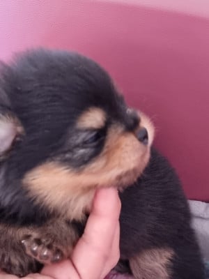 Les chiots de Spitz allemand