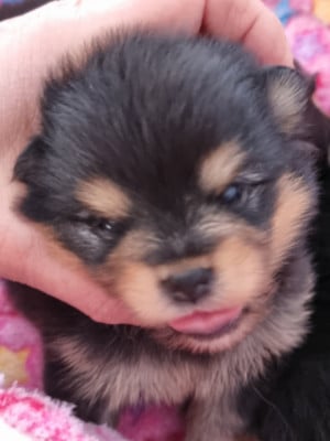 Les chiots de Spitz allemand