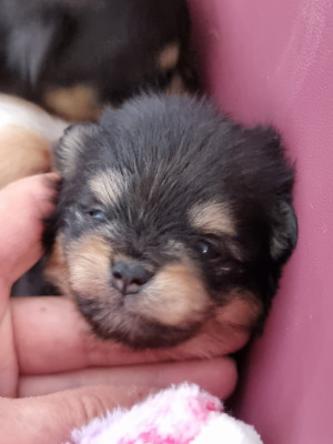 Les chiots de Spitz allemand