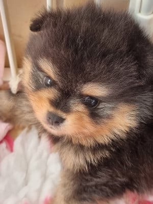 Les chiots de Spitz allemand