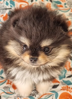 Les chiots de Spitz allemand