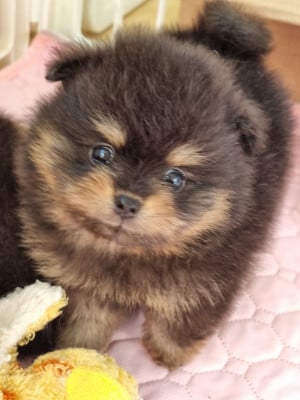 Les chiots de Spitz allemand