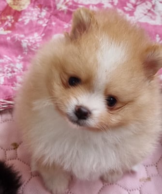 Les chiots de Spitz allemand