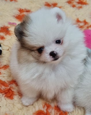 Les chiots de Spitz allemand