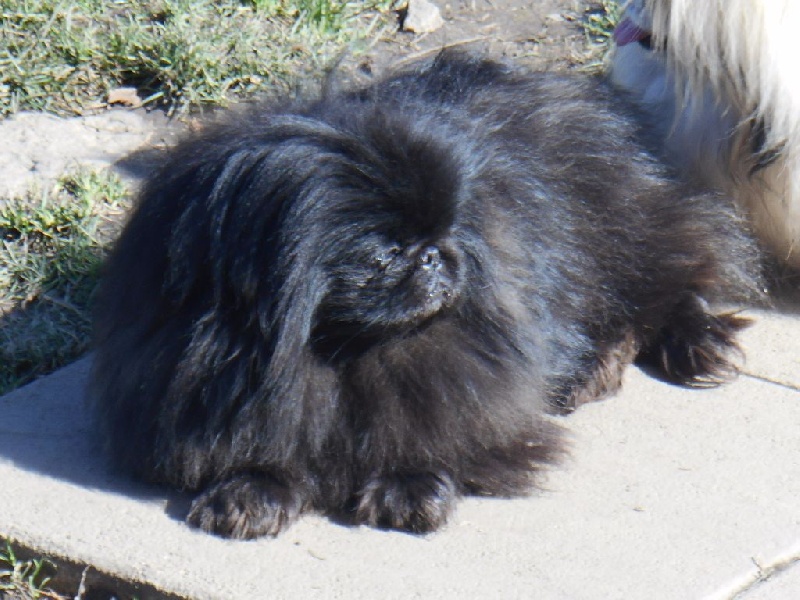 Publication : De lovely glasgow