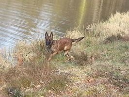 Grassela dit gorka de la foret de liton