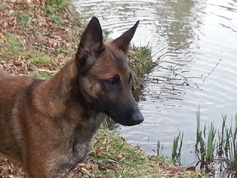 Grassela dit gorka de la foret de liton