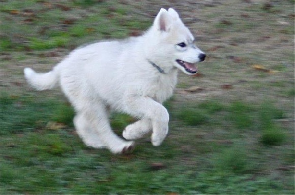 Accueil Elevage Des Plaines De Meyrans Eleveur De Chiens