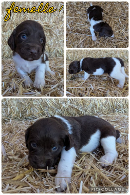 Les chiots de Petit Epagneul de Münster