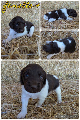 Les chiots de Petit Epagneul de Münster
