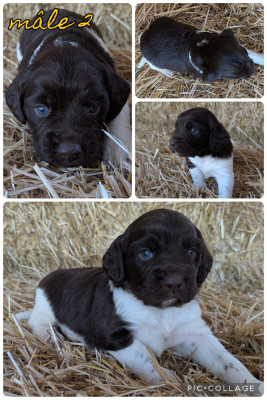 Les chiots de Petit Epagneul de Münster
