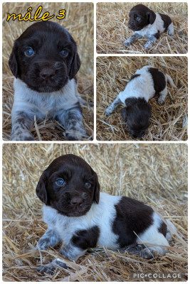 Les chiots de Petit Epagneul de Münster