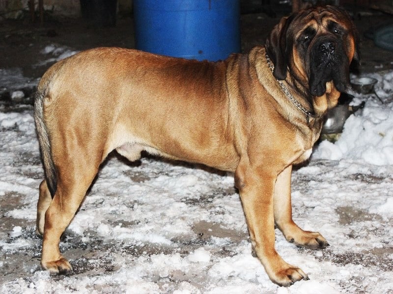 Publication : De La Maison De L'étoile Auteur : BEATA