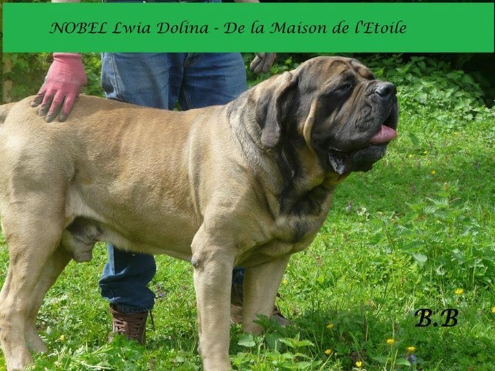 Publication : De La Maison De L'étoile