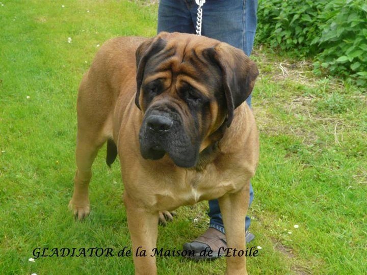 Publication : De La Maison De L'étoile Auteur : BEATA